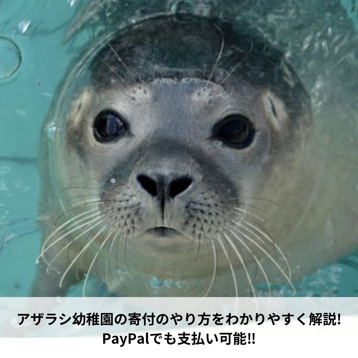 アザラシ幼稚園